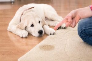 Read more about the article How to Remove Urine Smell of Cat or Dog from Upholstery